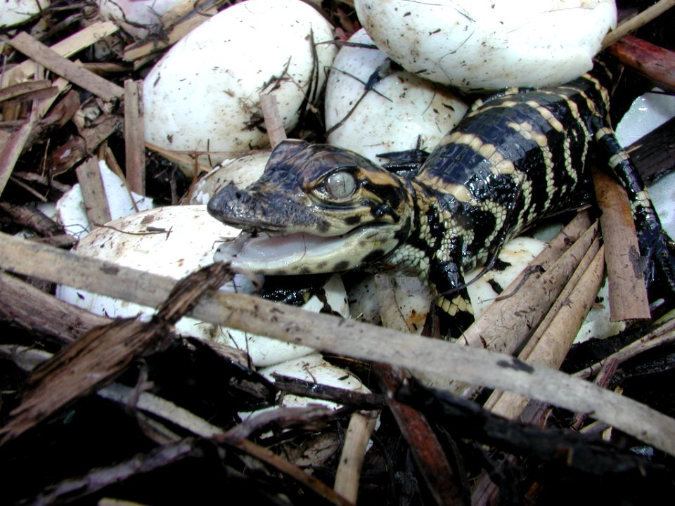 Newly Hatched Baby Alligators (1), NPSPhoto