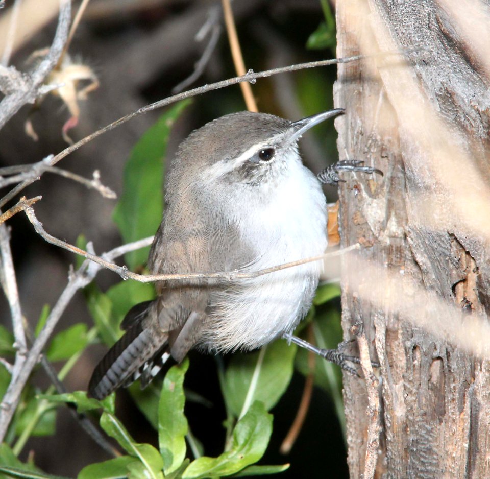 WREN, BEWICK'S (10-9-10) kino springs, scc, az -01