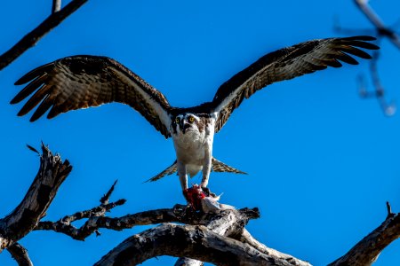 Osprey eating a fish at Flamingo