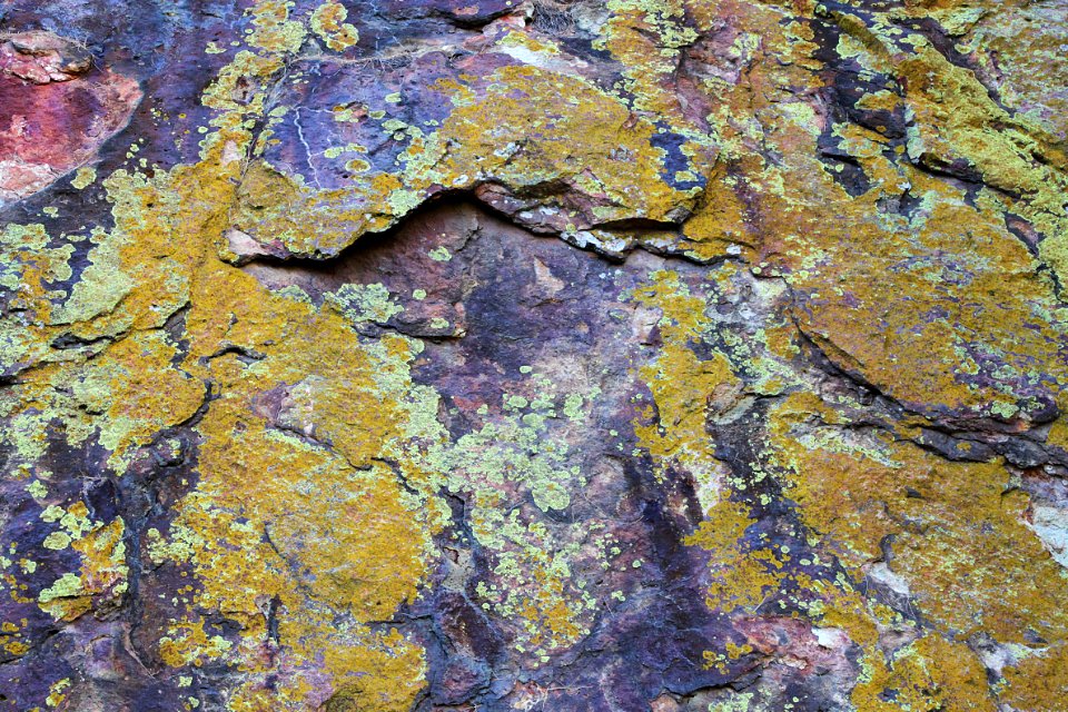 HUMBOLDT CANYON, Patagonia Hills, scc, az (10-30-10) - 08
