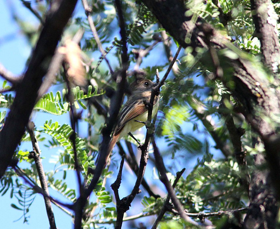 FLYCATCHER, DUSKY-CAPPED (8-23-10) sonoita creek, patagonia, scc, az -02