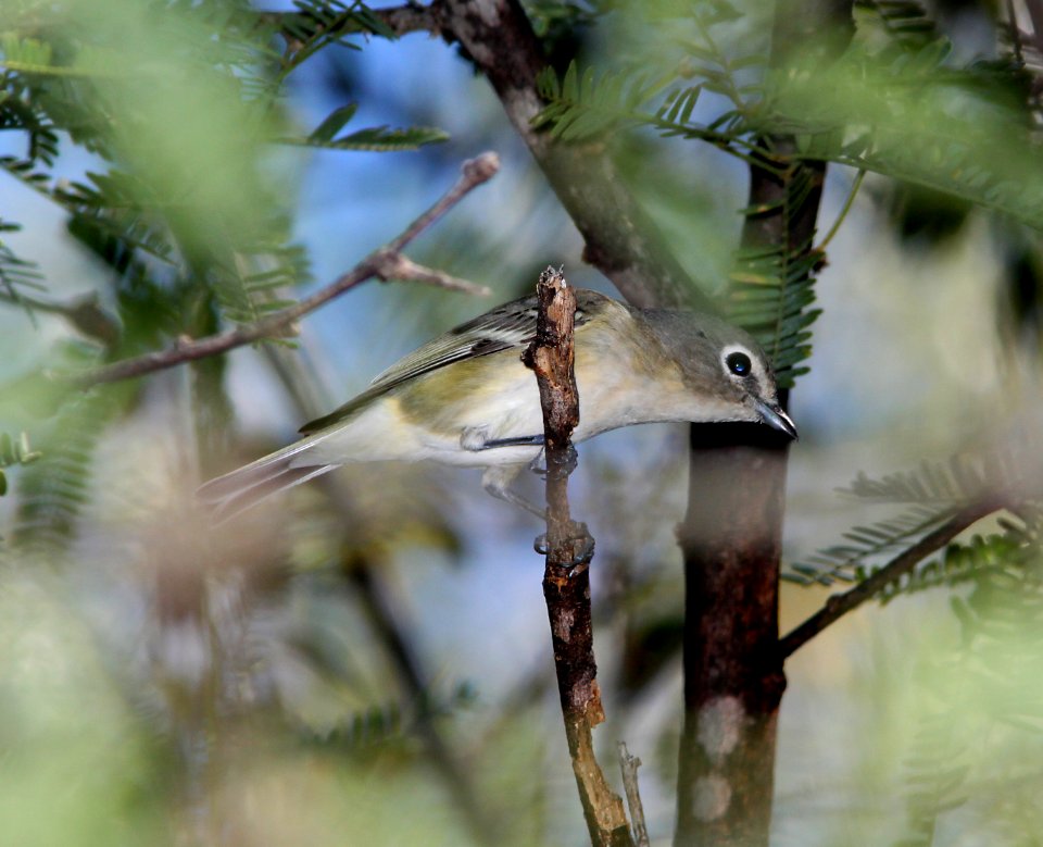 VIREO, CASSIN'S (10-3-10) pat lake state park, scc, az -01