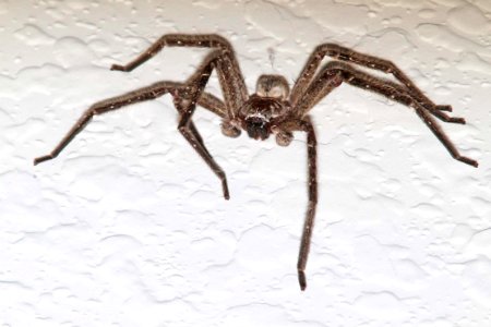 SPIDER, sp (9-21-10)about 45mm long, on wall,west of patagonia, scc, az -01
