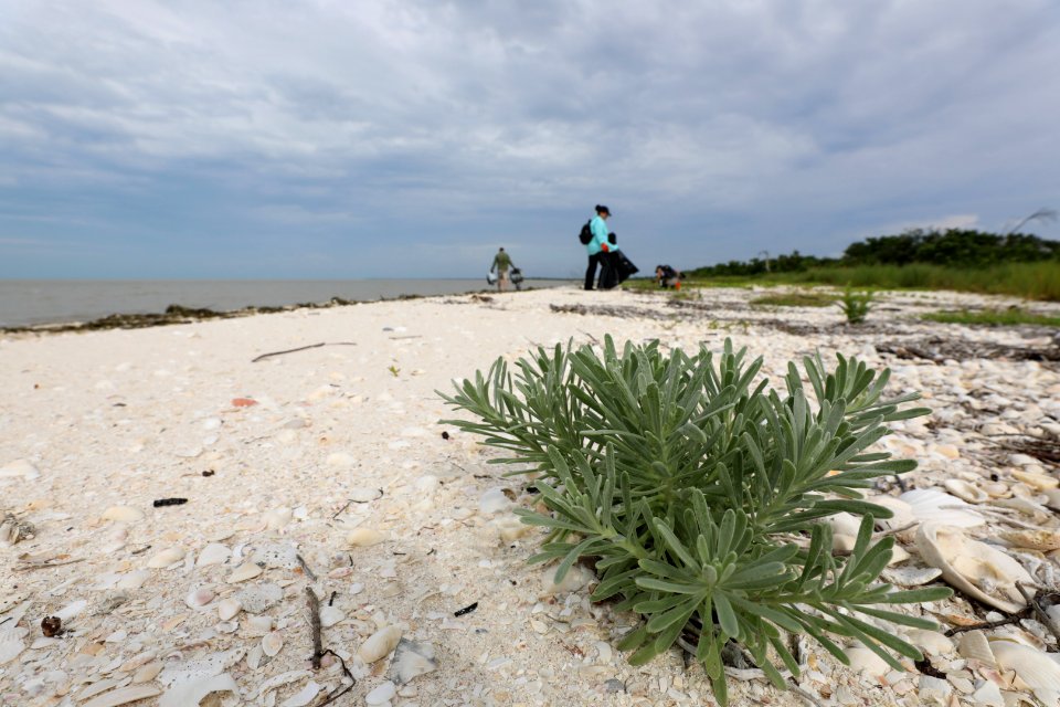 NPSPhoto M.Collier 2019 CS BeachClean EastCape (2)