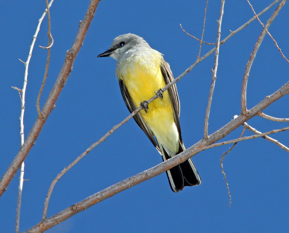 KINGBIRD, WESTERN (3-22-11) patagonia lake, scc, az -02