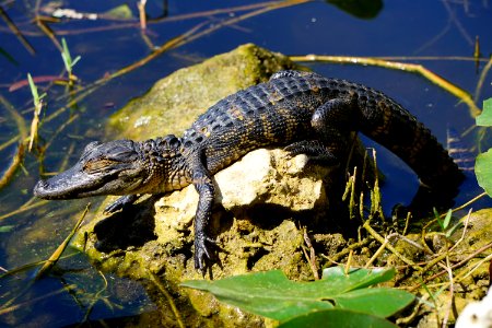 Baby Alligator at Shark Valley