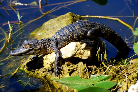 Baby Alligator at Shark Valley photo