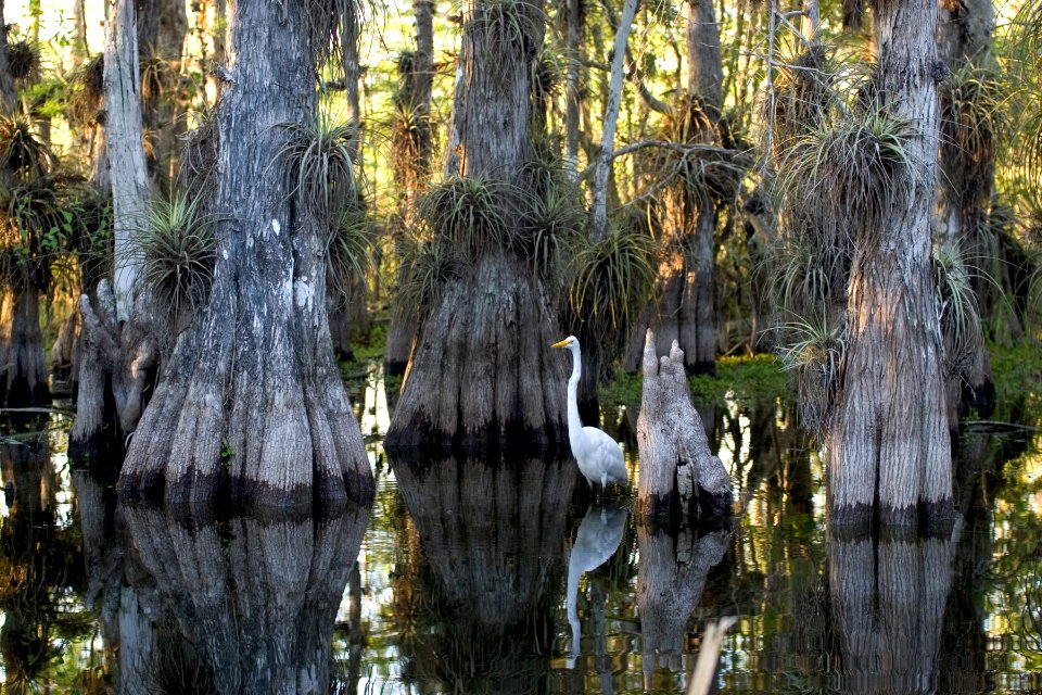 Great Egret (2), NPSPhoto, R. Cammauf (1)