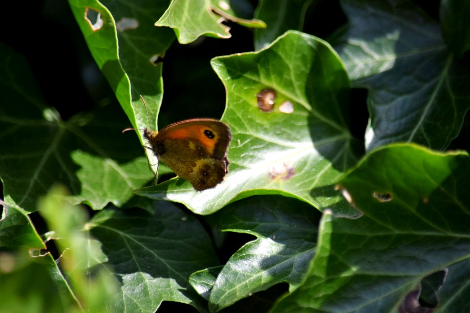 The Gatekeeper (Pyronia tithonus) butterfly