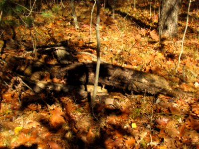 Fall Texture 958
