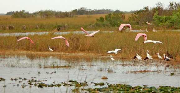 Wading Birds in flight, NPSphotos.jpg