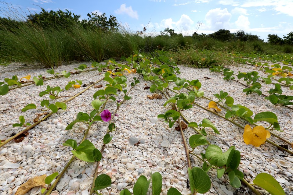 NPSPhoto M.Collier 2019 CS BeachClean BeachMorningGlory (1)