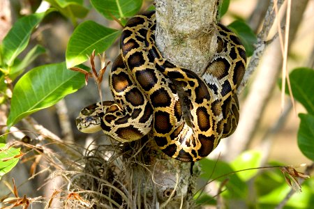 Burmese Python (13), NPSPhoto, R. Cammauf