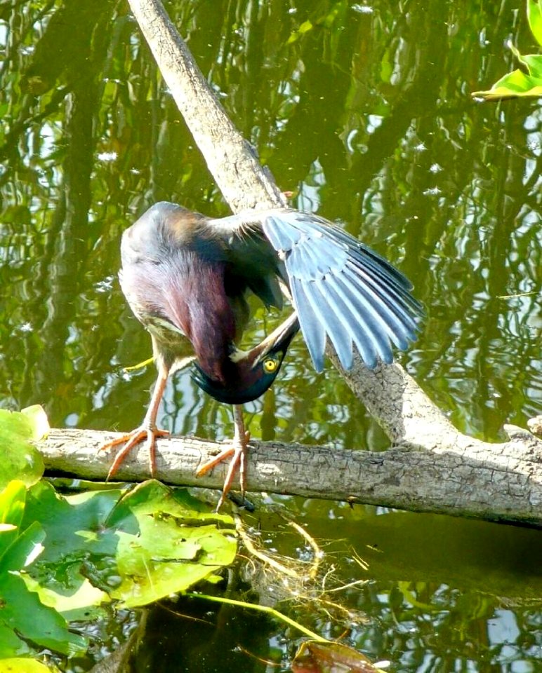 Green Heron , NPSphoto, P.Baxter