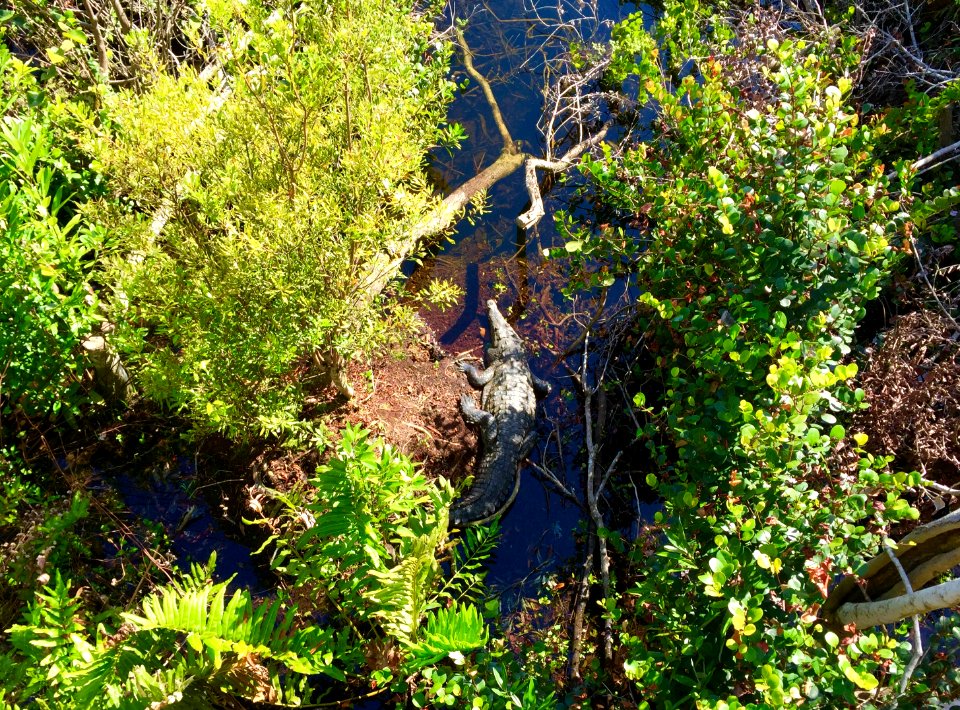 American Crocodile at Shark Valley Observation Tower
