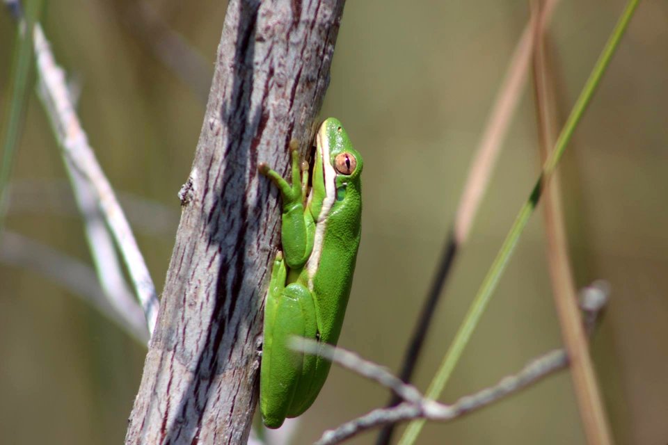 Green Tree Frogs