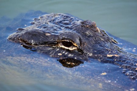 Gator eye
