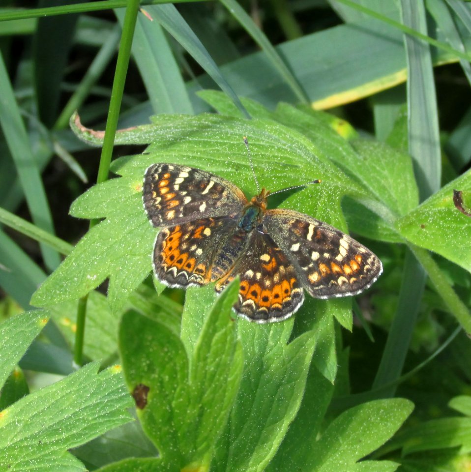Field Crescent, Phyciodes campestris
