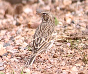 SPARROW, VESPER (9-12-10) san rafael valley, scc, az -01