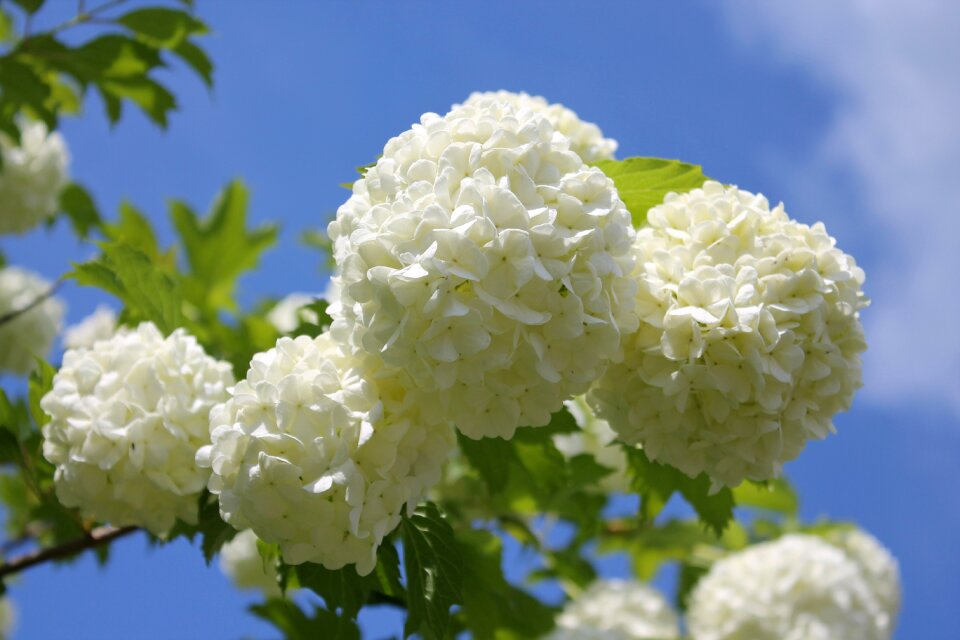 Nature summer garden plant