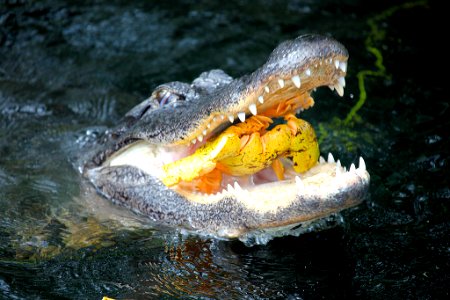Gator Eats Pond Apple, NPSPhoto