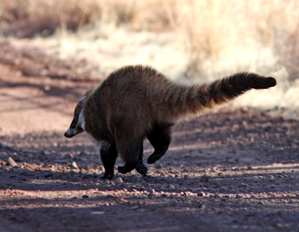 White-Nosed Coati (Nasua narica) (3-9-11) near humboldt cyn, scc, az -04