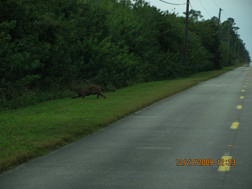 FL Panther (2), NPSPhoto