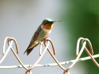 HUMMINGBIRD, RUBY-THROATED (10-10-08) patons, patagonia, az -04