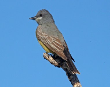 KINGBIRD, CASSIN'S (5-12-10) patagonia, az -02
