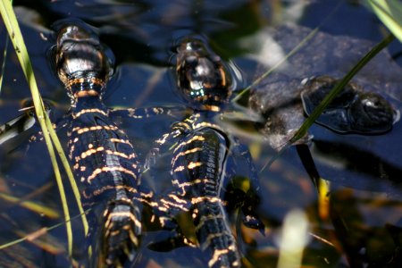 Alligator Hatchlings