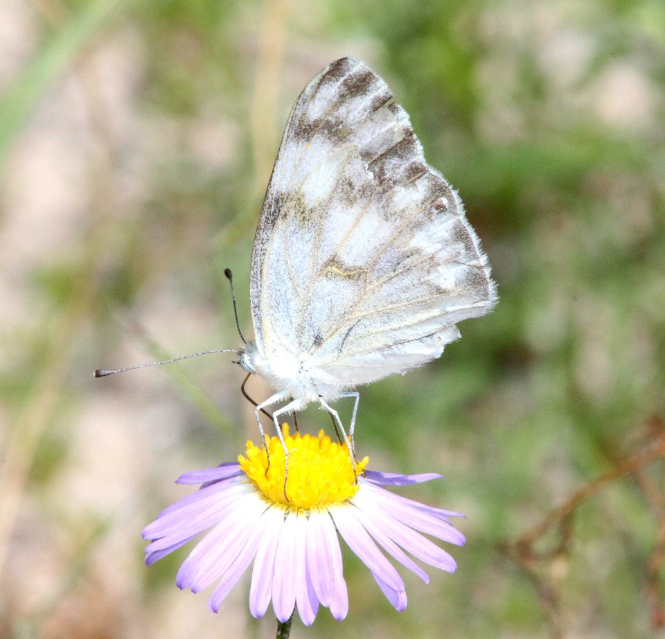 CHECKERED WHITE (Pontia protodice) (8-20-10) female, wilcox, az -04