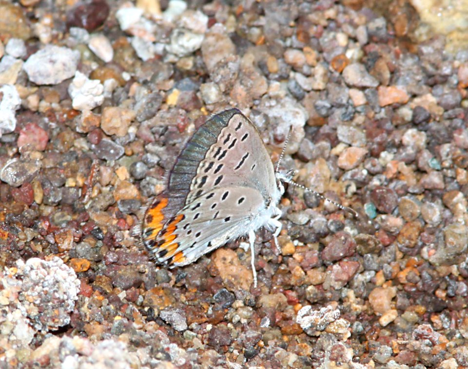 BLUE, ACMON (Plebejus acmon) (9-15-10) harshaw rd, patagonia, scc, az -02