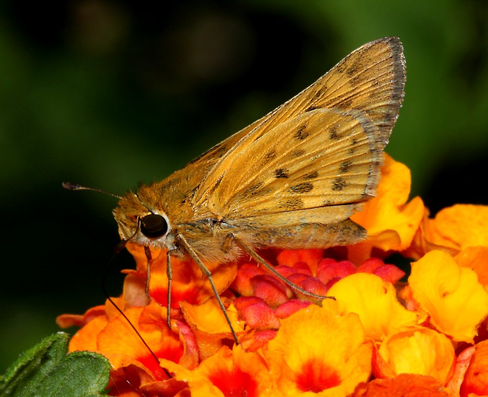 SKIPPER, FIERY (Hylephilia phyleus) (9-25-10) 78 circulo montana, pat lake ranch estates, scc, az -01