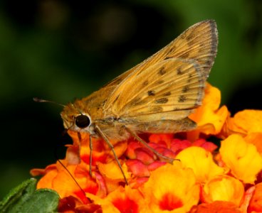 SKIPPER, FIERY (Hylephilia phyleus) (9-25-10) 78 circulo montana, pat lake ranch estates, scc, az -01
