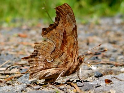 Satyr Comma, Polygonia satyrus