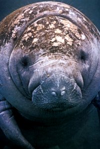 Manatee (2), NPSPhoto