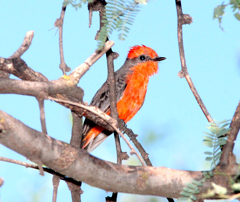FLYCATCHER, VERMILLION (8-23-10) sonoita creek, patagonia, scc, az -01