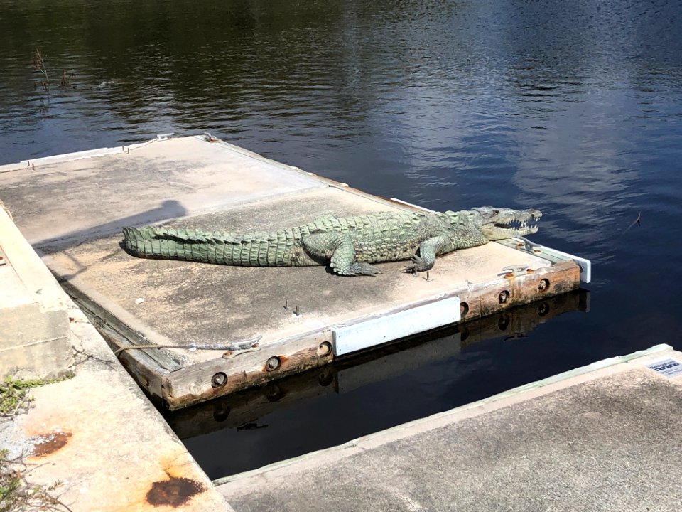 American Crocodile at Flamingo Marina