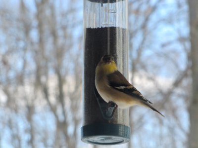 American Goldfinch