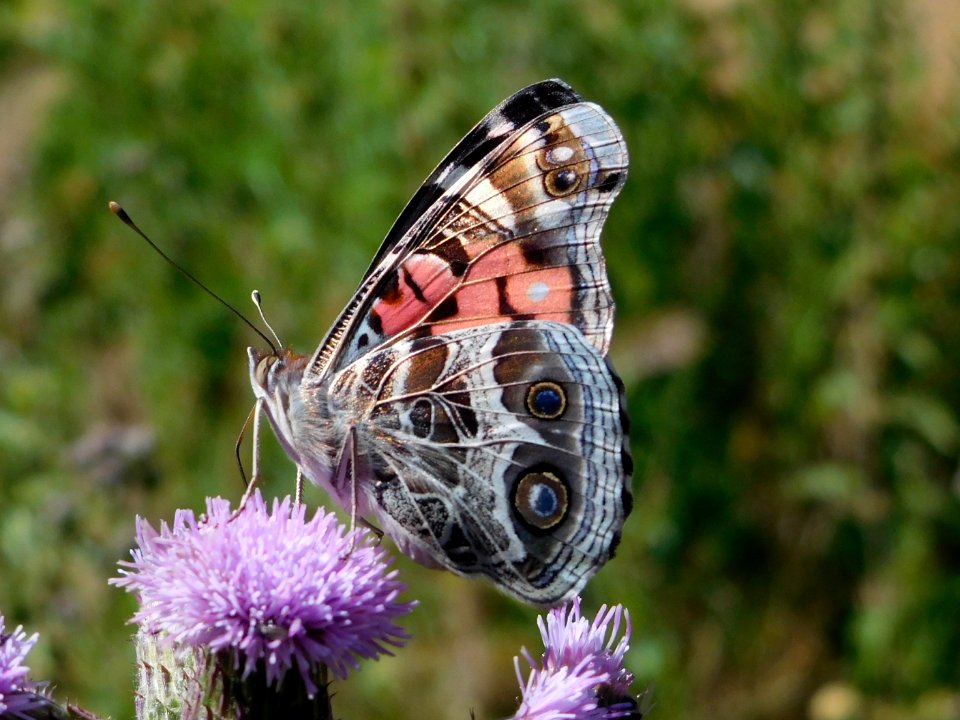 Painted Lady photo