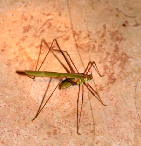 KATYDID, THREAD-LEGGED (Arethaea sp) (9-10-10) yard, west of patagonia, scc, az -01