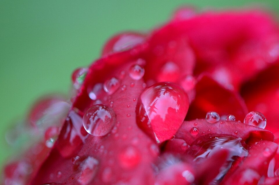 Raindrop nature macro