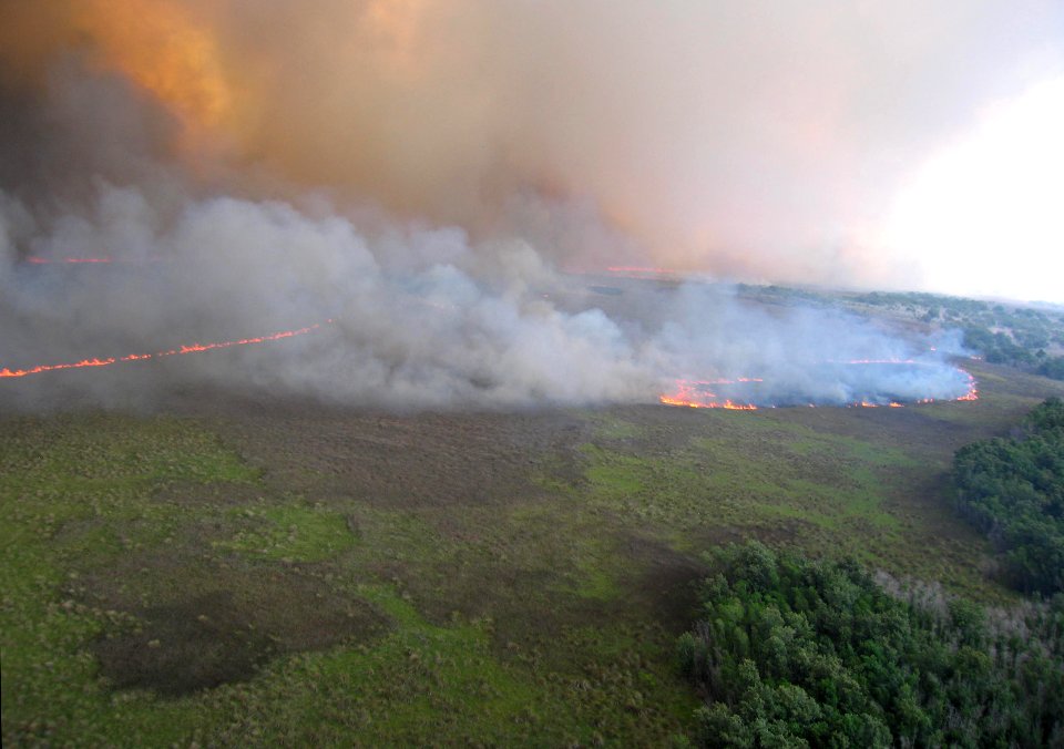 Coastal Prairie Burn17