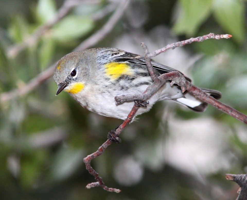 WARBLER, YELLOW-RUMPED (12-23-10) -03