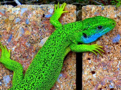 Lézard vert f