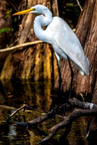 Great Egret along Flamingo Highway