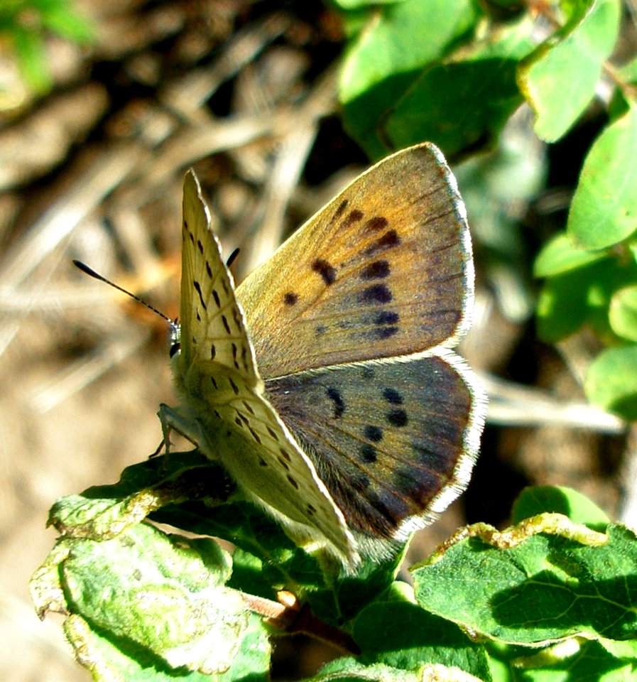 Blue Copper Female upperwing (Grizzley Peak)