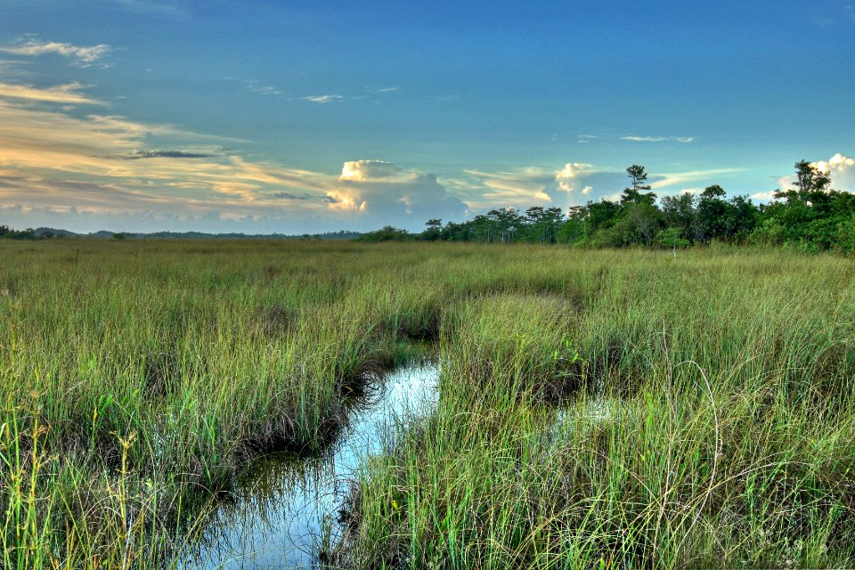 Sawgrass Prairie NPS Photo G. Gardner