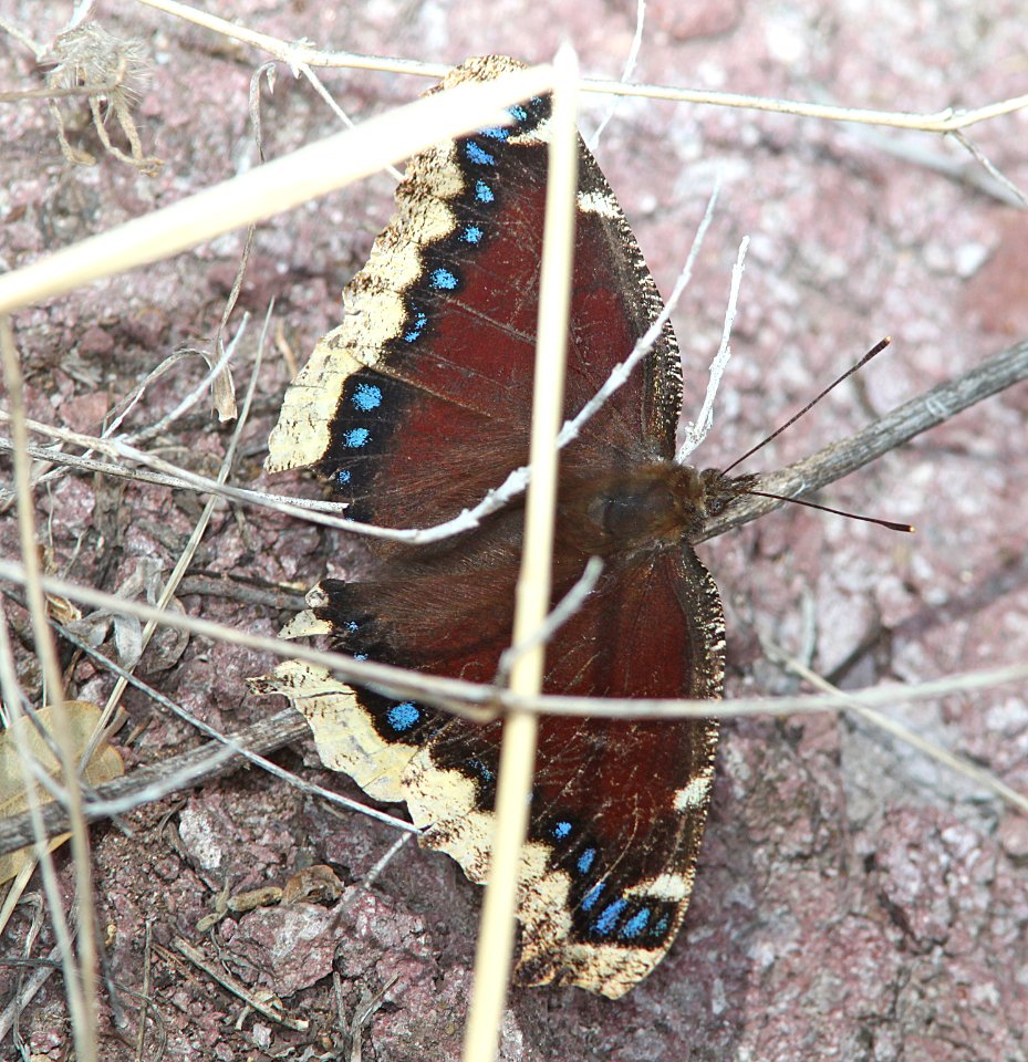 MOURNING CLOAK (Nymphalis antiopa) (3-7-11) pena blanca lake, scc, az -02