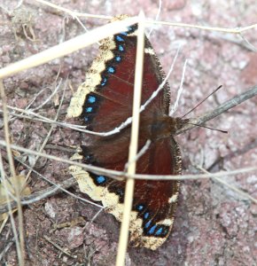 MOURNING CLOAK (Nymphalis antiopa) (3-7-11) pena blanca lake, scc, az -02